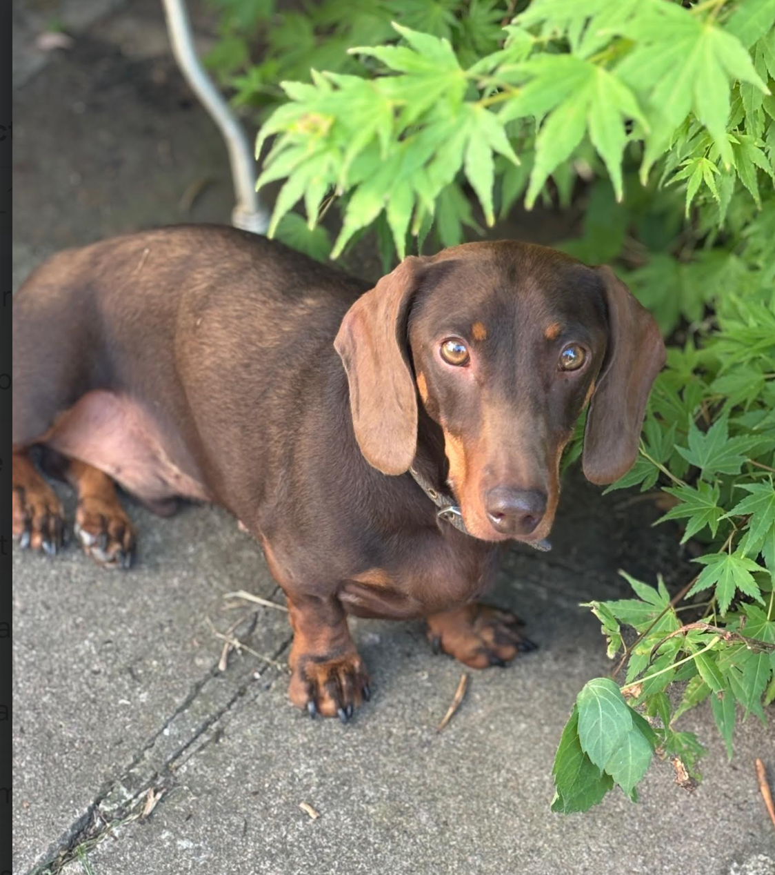 B'kitchen garden chutney (apple)