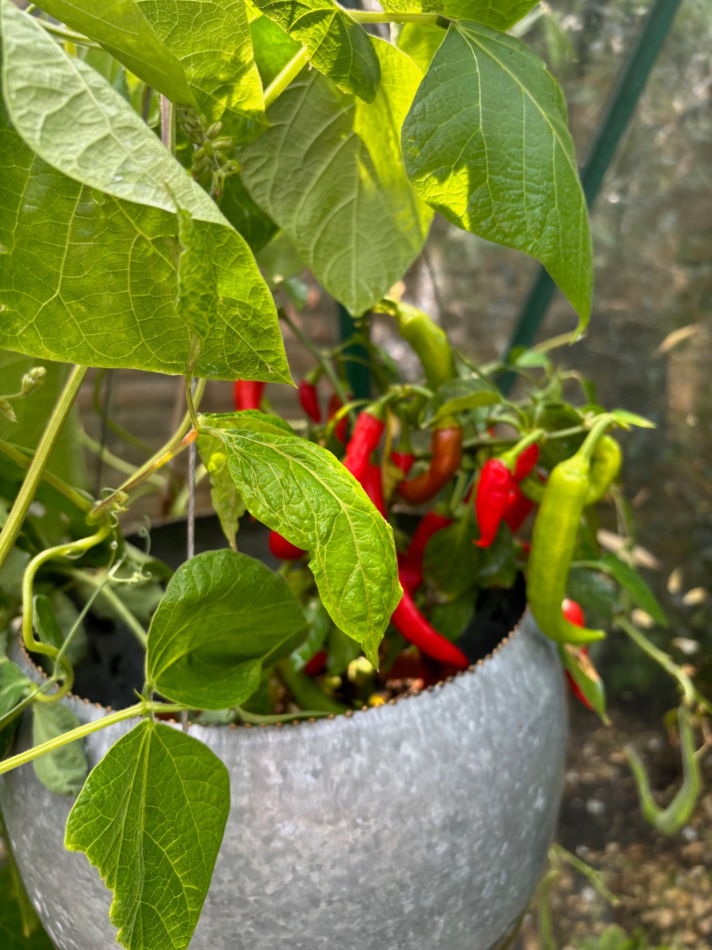 B's kitchen garden tomato & chilli chutney