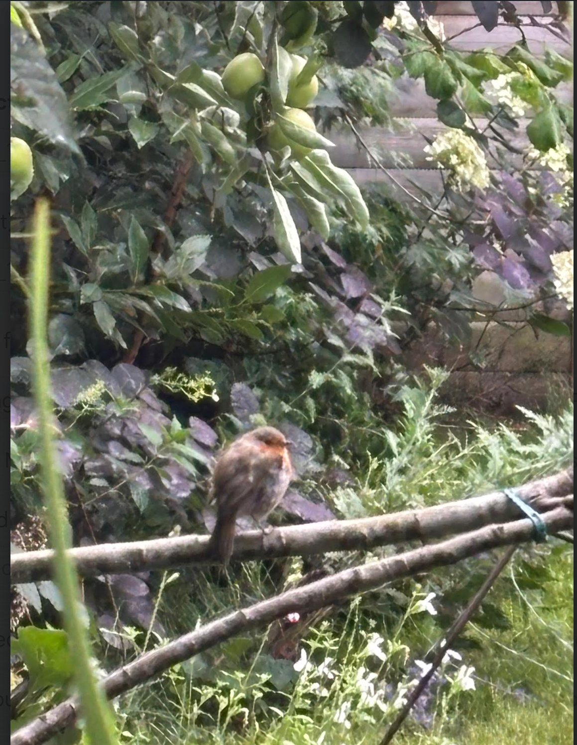 B'kitchen garden chutney (apple)