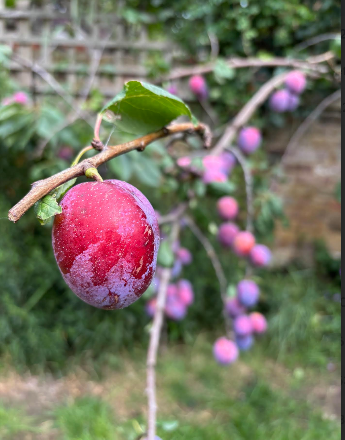 B's kitchen garden apple chutney (sweet & spicy)