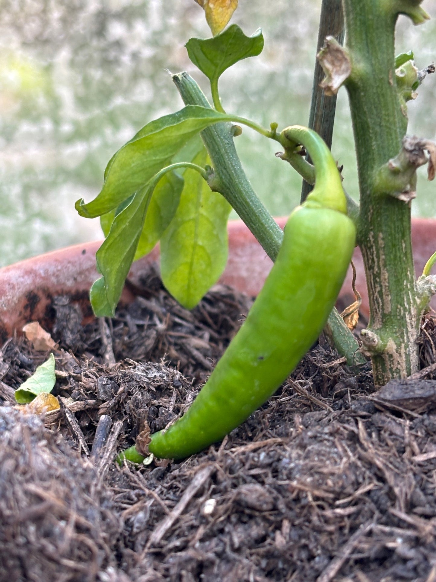 B's kitchen garden apple chutney (sweet & spicy)