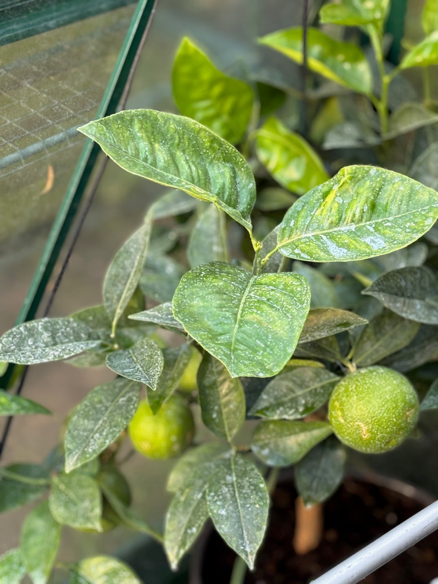 B's kitchen garden apple chutney (sweet & spicy)